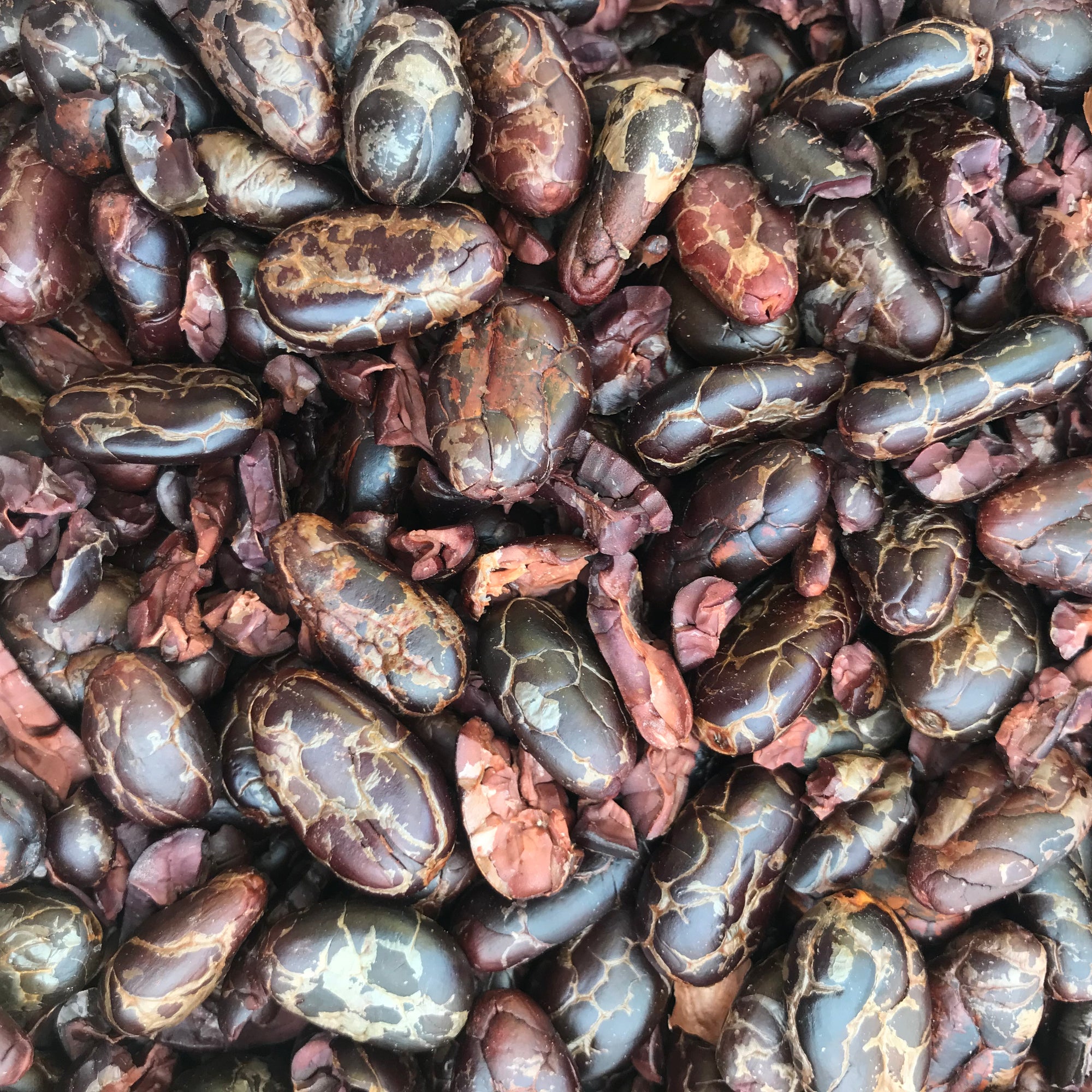 Roasted and peeled cacao beans from Oaxaca, about to be ground to a smooth, rich batch of bitter chocolate