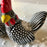 Painted Rooster Salt and Pepper Shakers - 2 pieces
